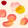 Canlı Renk Yüzen Baloncuk Duvar Kağıdı Paneli Project Z61011-2 Açık fon üzerinde canlı pembe, kırmızı ve sarı tonlarında yüzen yarı saydam baloncuk (Floating Bubbles) desenli duvar kağıdı paneli Project Z61011-2